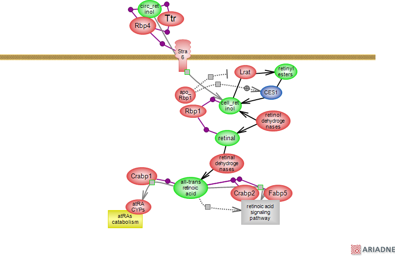 retinoic acid metabolic pathwayRat Genome Database